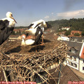 12_25-nest.jpg