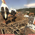 12_35-nest.jpg