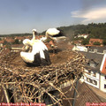 12_40-nest.jpg