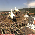 12_45-nest.jpg
