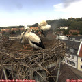 12_50-nest.jpg