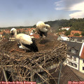 12_55-nest.jpg