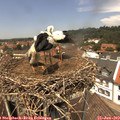 13_00-nest.jpg