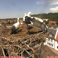 13_05-nest.jpg