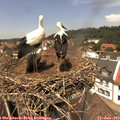 13_10-nest.jpg