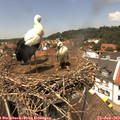 13_15-nest.jpg