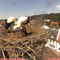 13_20-nest.jpg