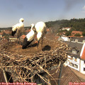 13_25-nest.jpg