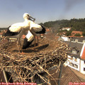 13_30-nest.jpg