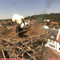 13_35-nest.jpg