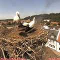13_40-nest.jpg