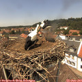 13_45-nest.jpg