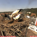 13_50-nest.jpg