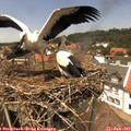 13_55-nest.jpg