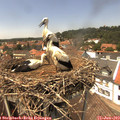 14_00-nest.jpg