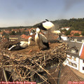 14_05-nest.jpg