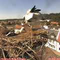14_10-nest.jpg