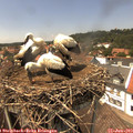 14_15-nest.jpg