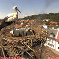 14_25-nest.jpg