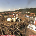 14_30-nest.jpg