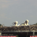 14_35-mast.jpg