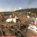 14_35-nest.jpg