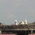 14_40-mast.jpg