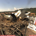 14_45-nest.jpg
