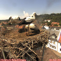 14_50-nest.jpg
