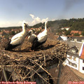 14_55-nest.jpg