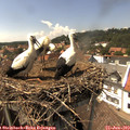 15_00-nest.jpg