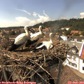 15_15-nest.jpg