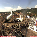 15_20-nest.jpg