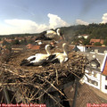 15_25-nest.jpg