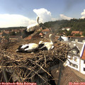 15_30-nest.jpg