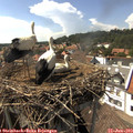 15_40-nest.jpg