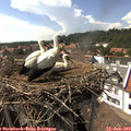 15_45-nest.jpg