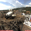 15_50-nest.jpg