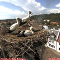 15_55-nest.jpg