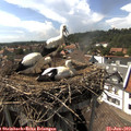 16_00-nest.jpg