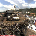 16_05-nest.jpg
