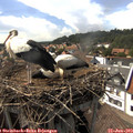 16_10-nest.jpg