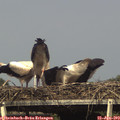16_15-mast.jpg