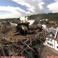 16_15-nest.jpg