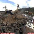 16_20-nest.jpg