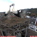 16_25-nest.jpg