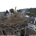 16_30-nest.jpg