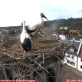 16_35-nest.jpg