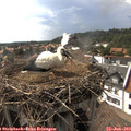 16_40-nest.jpg