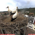 16_45-nest.jpg
